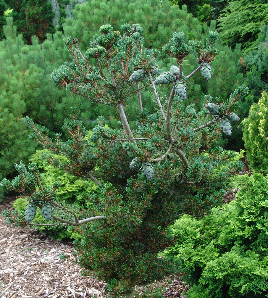 Pinus parviflora Koko-no-e