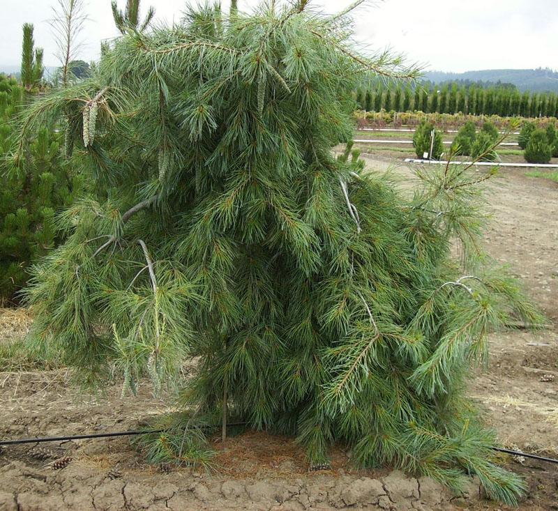 Pinus strobus Pendula