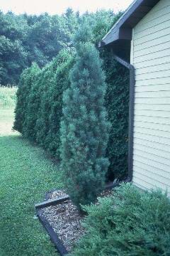 Pinus sylvestris Spaans Slow Column