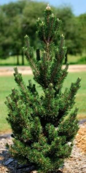 Pinus thunbergii Kotobuki