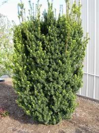 Taxus x media Hicksii