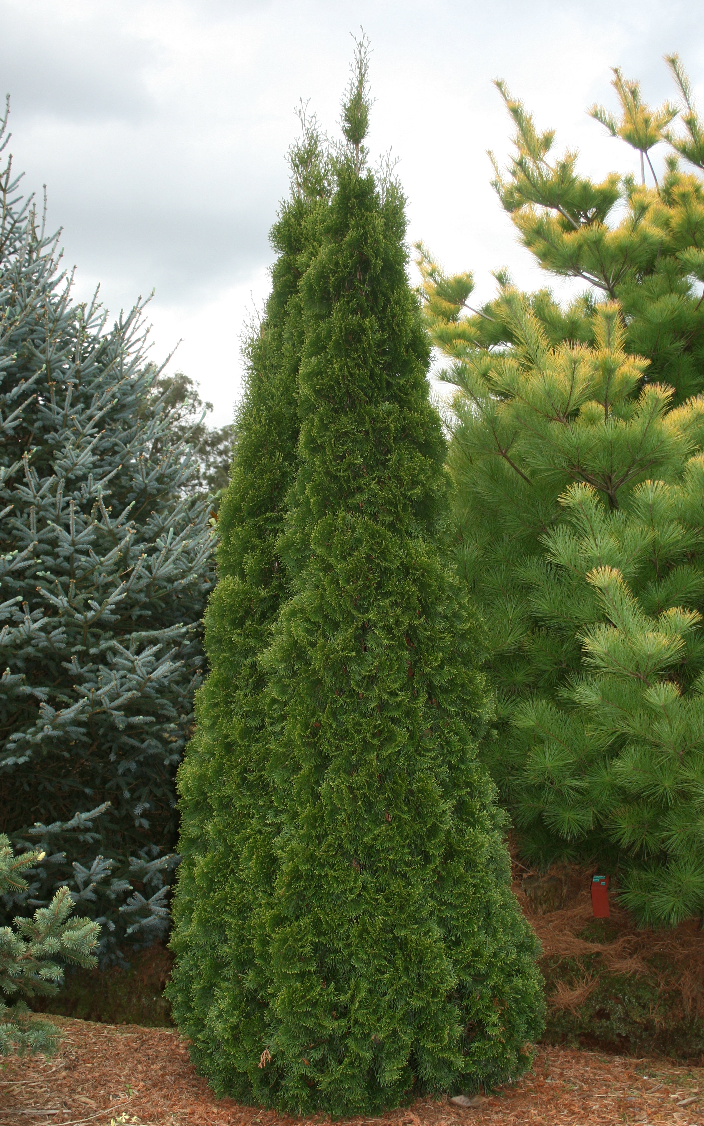Thuja occidentalis Smaragd